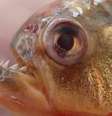Altas temperaturas favorecem aparecimento de piranhas nas margens do rio Victoria, na Argentina  Foto: ANSA / Ansa - Brasil