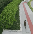 Vídeo mostra cão Orelha caminhando pela vizinhança por volta das 7h do dia 4 de janeiro  Foto: Reprodução/NSCTV