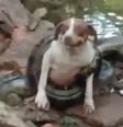 Cachorra é resgatada com vida após ser ‘enrolada’ por sucuri no interior de SP  Foto: Reprodução/Redes sociais
