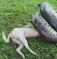 Militares do Exército Brasileiro salvaram um cachorro que estava sendo atacado por uma sucuri de quase três metros de comprimento  Foto: Reprodução/Redes Sociais