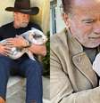 Arnold Schwarzenegger revela que dá a mesma comida para seus animais e netas  Foto: Reprodução/ Instagram/ @schwarzenegger/ Pinterest / Famosos e Celebridades