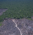 Quando o balanço de gases de efeito estufa é negativo, significa que a remoção de CO2 da atmosfera foi maior do que a quantidade emitida e, portanto, é algo benéfico do ponto de vista climático. Os resultados do estudo apresentado neste artigo indicam que, se houvesse emissão zero associada ao desmatamento no Brasil, o país teria removido mais CO2 da atmosfera do que emitido em cinco dos oito anos estudados.  Foto: Orlando K. Júnior / The Conversation
