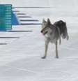 Um cachorro atravessou a linha de chegada e alterou resultado do Brasil no esqui cross-country  Foto: Reprodução/SporTV 2 / Estadão