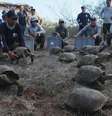 Tartarugas recém-chegadas começaram a explorar o habitat que estão destinados a transformar nos próximos anos  Foto: DW / Deutsche Welle