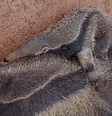 Filhote de tamanduá-bandeira é resgatado abraçado à mãe morta em estrada de MG  Foto: Reprodução/Instagram/Patos Hoje
