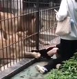 Criança é atacada por leoa em zoológico   Foto: Reprodução