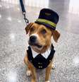 Charlie, nova mascote do Aeroporto Internacional de Guarulhos  Foto: Reprodução/Instagram/@gruairportsp / Estadão