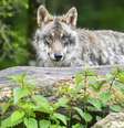 Os lobos foram declarados extintos na Alemanha no século 19, mas voltaram a viver no território do país nos úlimos anos  Foto: DW / Deutsche Welle