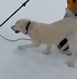 Cachorro é resgatado vivo após ficar nove dias sozinho na neve  Foto: Reprodução