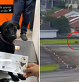 Cachorra escapa de caixa de transporte, foge para pista de descolagem e voos no Aeroporto de Congonhas ficam suspensos por 9 minutos  Foto: Reprodução/Instagram