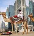 Dois camelos em uma praia vazia em Dubai (EAU), com arranha-céus ao fundo  Foto: FADEL SENNA / AFP via Getty Images / BBC News Brasil