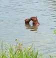 Capivara são flagradas ‘namorando’ dentro de lago no RJ  Foto: Reprodução/Flaviana Finotti