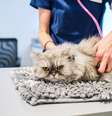 Gastos com veterinário não são considerados despesas com saúde passíveis de dedução do Imposto de Renda  Foto: Abraham Gonzalez Fernandez