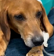 Cachorro atacado com líquido quente está com infecção generalizada e luta pela vida  Foto: Reprodução/Instagram/Ana Paula Freires
