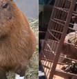 Capivara agredida já consegue ficar de pé após resgate e atendimento  Foto: Reprodução/Instagram @jefveterinario