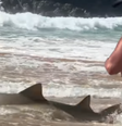 Tubarão encalha em praia de Fernando de Noronha e chama atenção de banhistas  Foto: Reprodução/Instagram @guianonenoronha