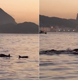 Golfinhos são flagrados por empresário no Rio  Foto: Reprodução/Instagram @gabriel2584