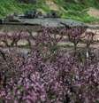 Veículos militares israelenses perto da fronteira com o Líbano 21/3/2026  Foto: REUTERS/Tyrone Siu