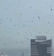 Milhares de corvos tomaram o céu de Tel Aviv, em Israel  Foto: Reprodução/X