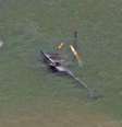 A aeronave modelo Robinson 44 afundou aproximadamente 2 metros próximo à faixa de areia  Foto: Reprodução/TV Globo