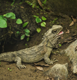 Tuatara – Reprodução  Foto: Giro 10