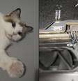 Gato teria alertado dono após perceber fumaça saindo do PC com GeForce RTX 4090  Foto: Reprodução