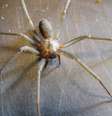 Embora raramente seja agressiva, a aranha-violinista e outras reclusas de seu gênero são conhecidas pelos danos que seu veneno pode causar a pessoas. Lisa Zins/Flickr, CC BY-SA  Foto: The Conversation
