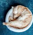 Gatos que dormem enrolados e protegendo o corpo estão conservando calor e mantendo os órgãos vitais protegidos   Foto: Yanya | Shutterstock / Portal EdiCase