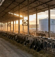 Produtor investiu em tecnologia, alimentação controlada e indústria própria para ampliar produtividade e gerar valor agregado  Foto: Reprodução