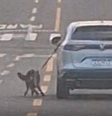 Motorista dirige carro com cachorro preso do lado de fora pela coleira, no Paraná; polícia tenta identificar condutor  Foto: Reprodução/Instagram @tekadosanimais