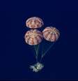 Imagem aérea mostra três paraquedas com listras brancas e vermelhas inflados amortecendo a aterrissagem da cápsula  Foto: NASA / EPA / BBC News Brasil