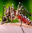 Assim como dengue e zika, chikungunya também é transmitido pelo mosquito Aedes aegypti  Foto: Canva Fotos / Perfil Brasil