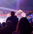 Tigre avança em plateia em circo na Rússia  Foto: Reprodução/X