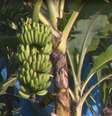 Nova variedade de banana foi descoberta e cadastrada em SC  Foto: Divulgaçãp/MAPA