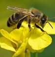 Presença do inseto pode ser indicador de biodiversidade e não deve ser motivo de preocupação 
  Foto: wikimedia commons Ivar Leidus / Flipar