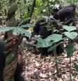 Chimpanzés estão em 'guerra civil' há 8 anos  Foto: Reprodução/Aaron Sandel