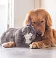  Foto: Reprodução/Shutterstock / Alto Astral