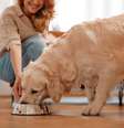 A frequência das refeições dos pets varia conforme idade, rotina e comportamento, mas dividir a alimentação ao longo do dia é essencial para a saúde  Foto: Shutterstock / Alto Astral