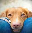 A visão canina é bastante diferente da humana em diversos aspectos Foto: Zuzanna Paluch | Shutterstock / Portal EdiCase