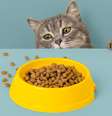 Algumas atitudes podem ajudar a estimular o apetite do animal Foto: plutmaverick | Shutterstock / Portal EdiCase