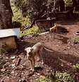  Foto: 2º Pelotão Ambiental da Brigada Militar de Canela (Patram)/Divulgação / Porto Alegre 24 horas