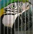 Arara é um dos animais mais visados pelo tráfico no Brasil.  Foto: RFI