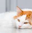 Veja quanto tempo seu pet pode ficar sozinho Foto: Shutterstock / Alto Astral