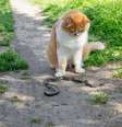 Gato E Cobra Foto: shutterstock / Xataka