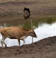Algumas das mais severas secas do Nordeste começaram com o fenômeno climático do El Niñoa no Nordeste Foto: Fábio Pozzebom/ Agência Brasil. / Portal de Prefeitura