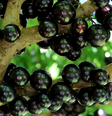 A jabuticaba é uma fruta tradicional brasileira  Foto: Reprodução