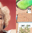 Mansão de Marilyn Monroe vira caso de Justiça: avaliado em quase R$ 40 milhões, imóvel de luxo onde atriz morreu é alvo de manobra de prefeitura para não ser demolida; entenda.  Foto: Getty Images / Purepeople