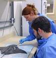 O sangue dos animais foi retirado de forma não letal, processado em laboratório e analisado.  Foto: IOC/Fiocruz/Divulgação / Estadão