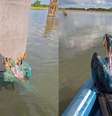 Pescador resgata filhote de arara-canindé ilhado em tronco  Foto: Reprodução/Instagram