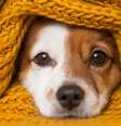 Veja como identificar que seu pet está com frio Foto: Shutterstock / Alto Astral